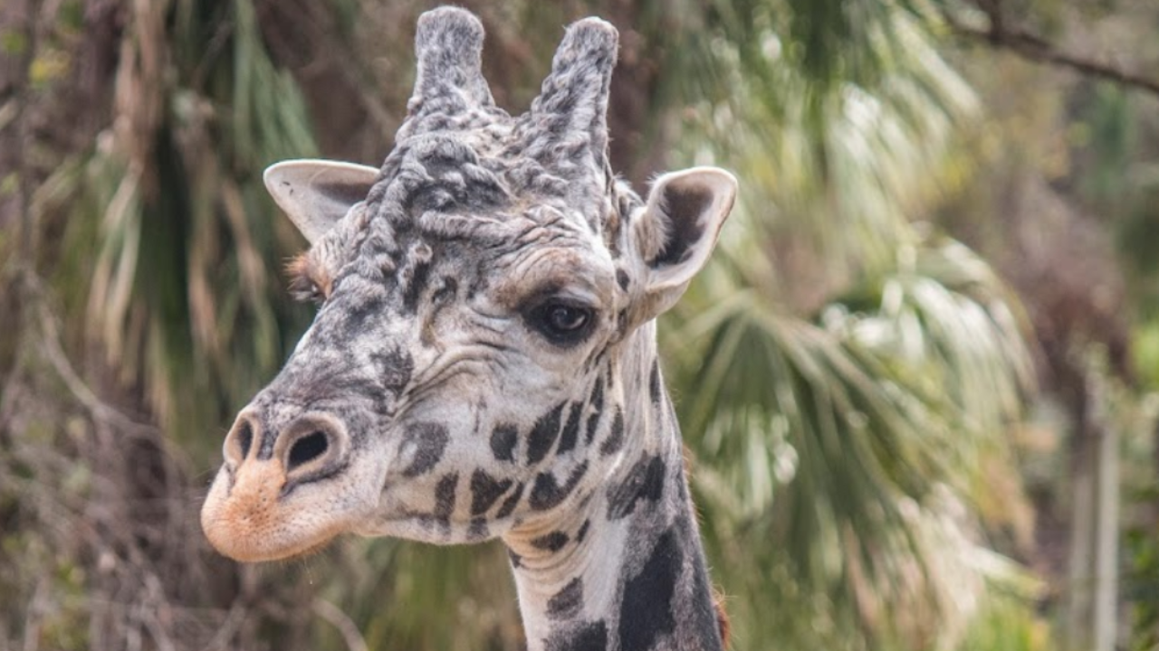 Giraffe at the Brevard Zoo Melbourne, FL