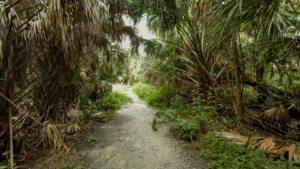 Captain Forster Hammock Preserve Indian River Shores