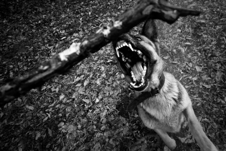 dog bite lawyer Vero Beach, FL