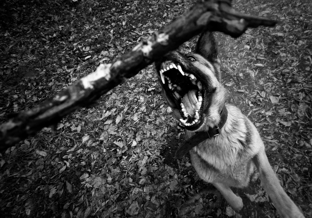 Dog Bite Lawyer Port St. Lucie, FL