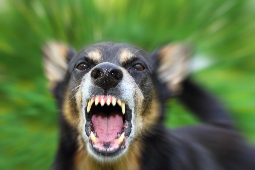 Dog Bites Tuttle Larsen